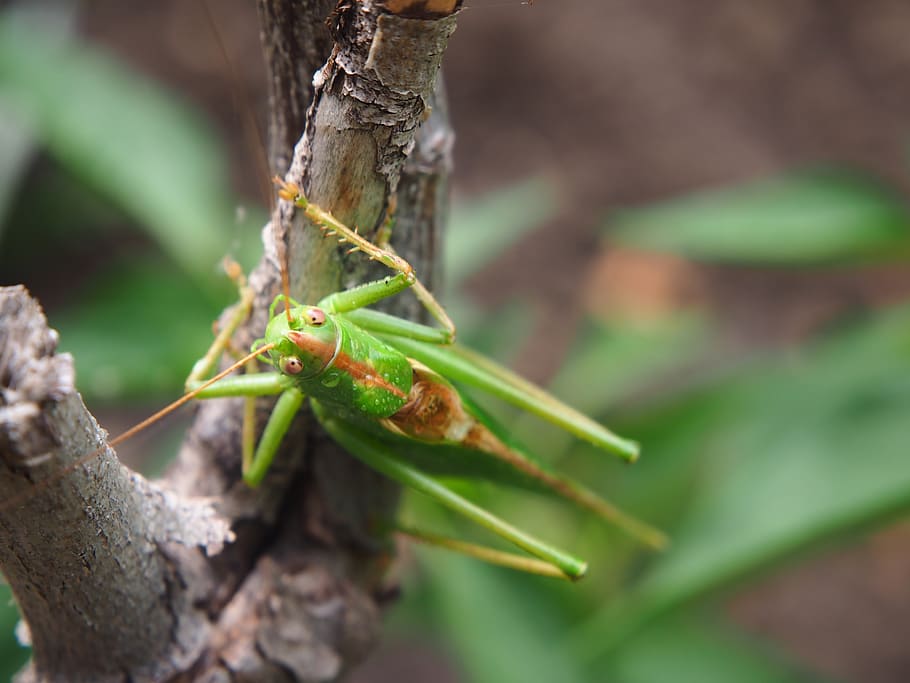 grasshopper, green, garden, insect, close up, nature, summer HD wallpaper