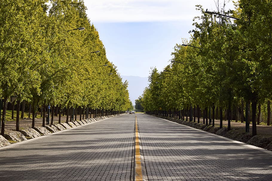 avenues, tree, mountain, mendoza, away, trees, road, asphalt HD wallpaper