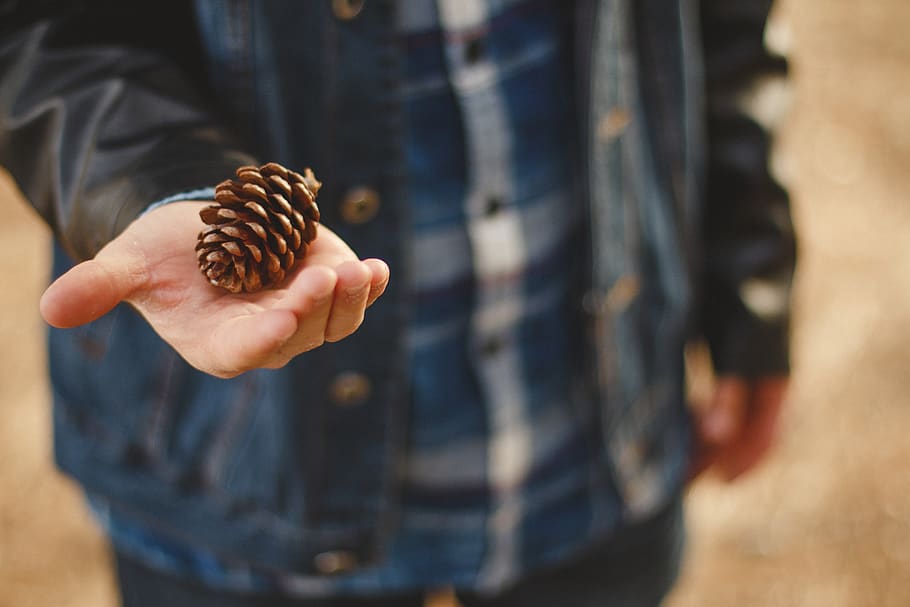 Person Holding Pine Cone, hand, nature, pinecone, one person HD wallpaper