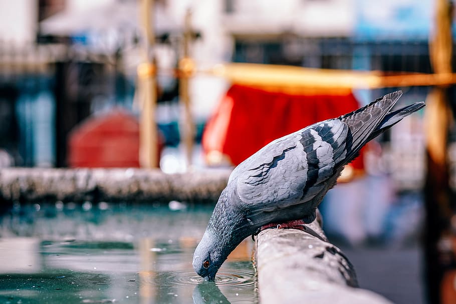 gray dove drinking water, one person, hand, focus on foreground HD wallpaper