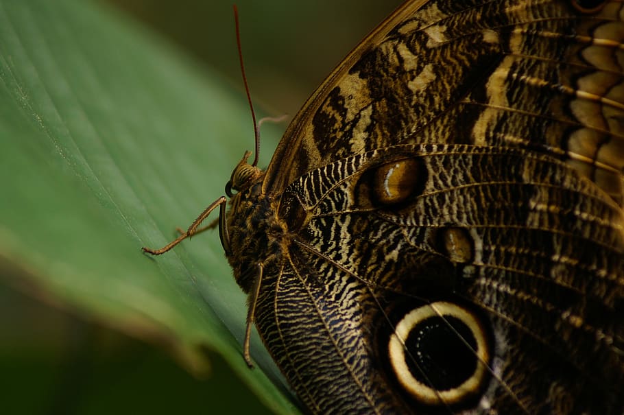 butterfly, nature, big, large, brown, one animal, animal themes HD wallpaper