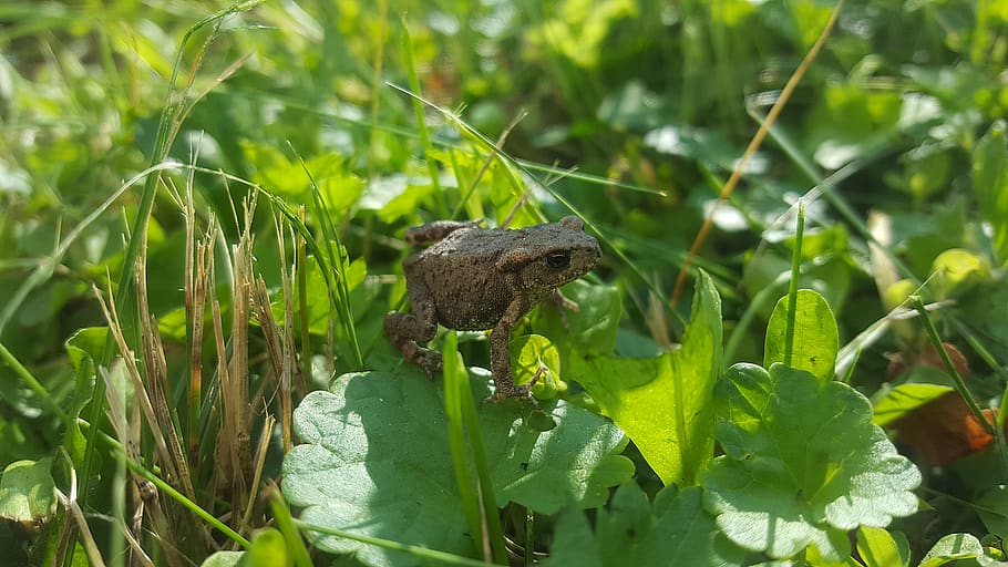 frog, nature, animal wildlife, plant, animal themes, growth HD wallpaper