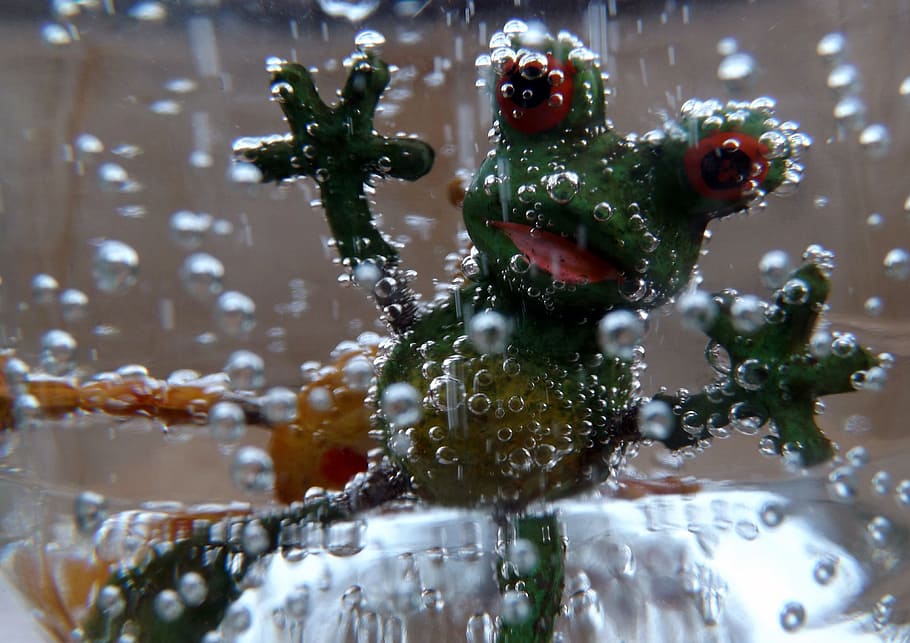 frog, animal, wild, small, green, close-up, no people, water HD wallpaper