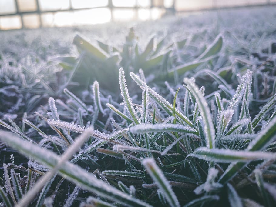 wallpaper, nature, white, grass, morning, cold, ice, winter HD wallpaper