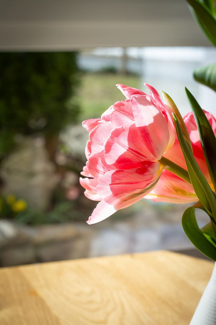 blossom, bloom, flower, table, vase, tulip, spring flower, pink HD wallpaper