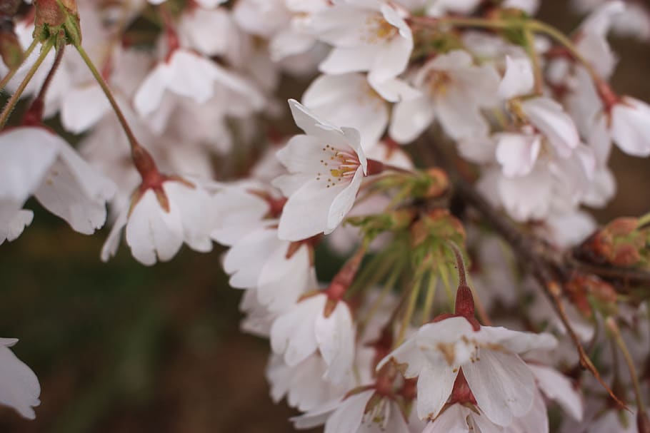 spring, spring time, cherry blossoms, flower, flowers, floral HD wallpaper