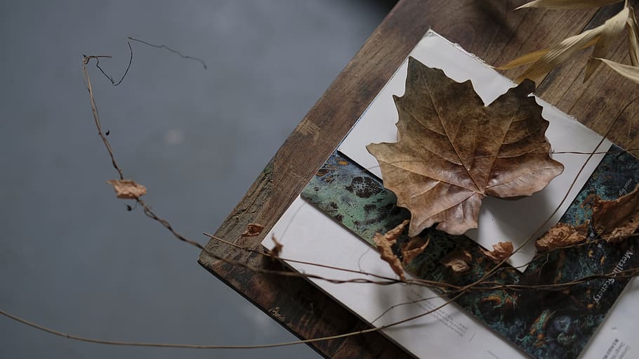 brown leaf on wooden table, china, guangzhou, flora, plant, maple leaf HD wallpaper
