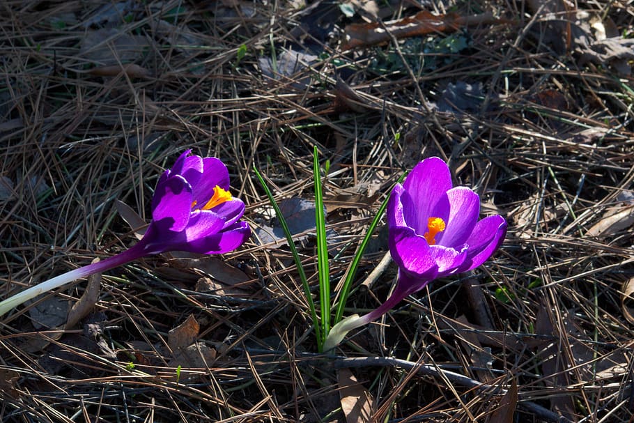 early spring crocuses, flower, nature, plant, purple, bloom, HD wallpaper