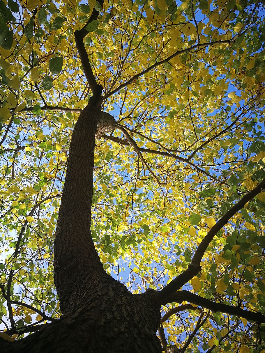 tree, autumn, color, plant, low angle view, branch, growth HD wallpaper