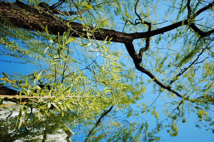 plant, tree, tree trunk, willow, leaf, outdoors, arbour, garden HD wallpaper