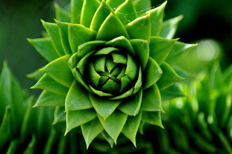 Green Succelent Plant, blurred background, botanical, cacti, cactus HD wallpaper