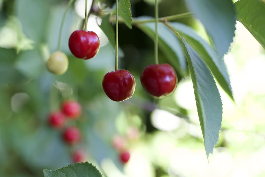 cherry, red, fruit, wallpaper, focus, sweet, light, cherries HD wallpaper
