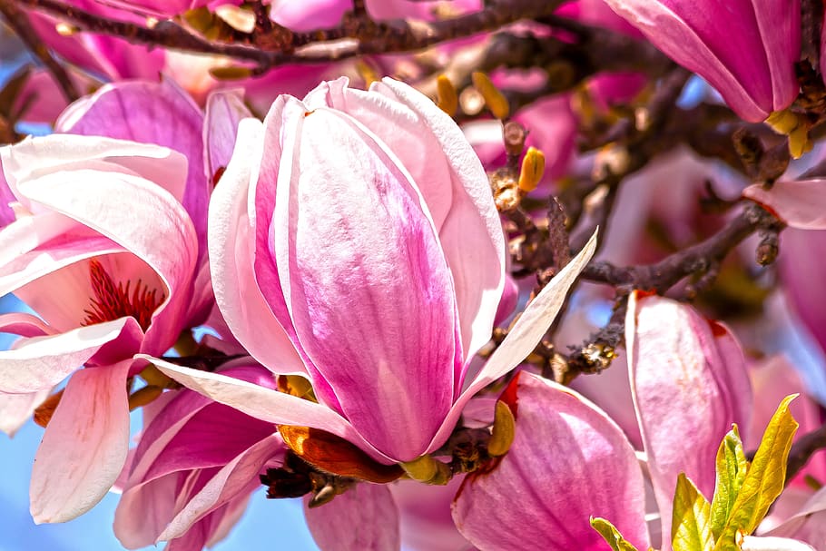 magnolia, blossom, bloom, spring, flower, pink, white, nature HD wallpaper