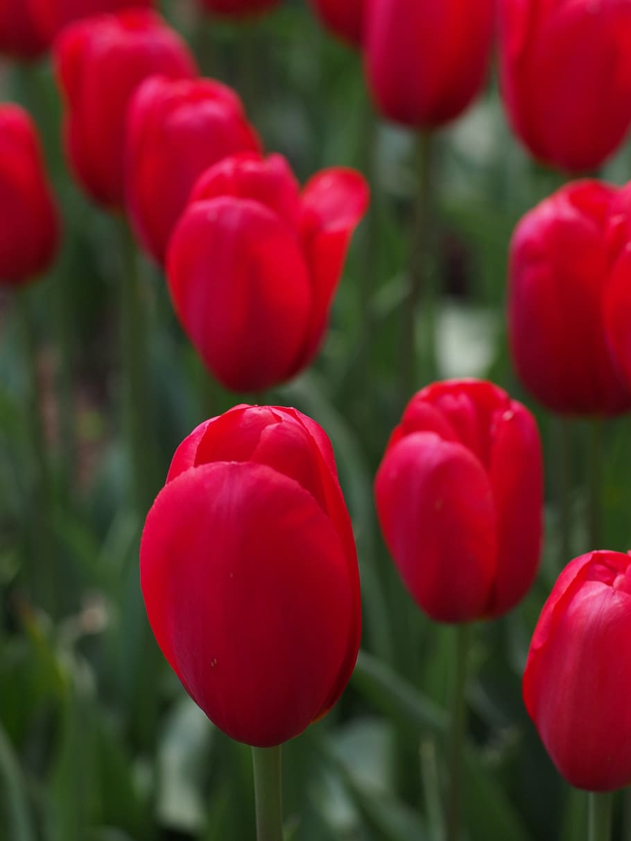 Red Tulips, flora, flowers, plants, growth, freshness, flowering plant HD wallpaper