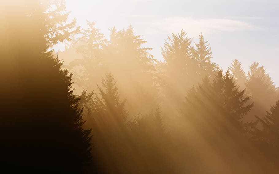 trees with sun rays, plant, beauty in nature, tranquility, tranquil scene HD wallpaper