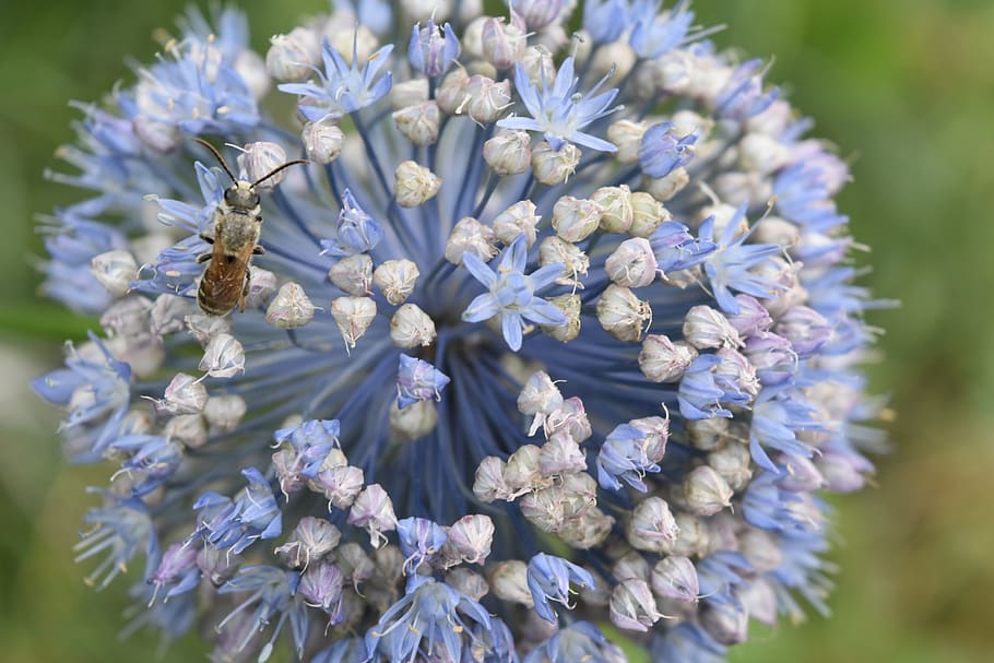 nature, flower, flora, bloom, bee, insect, flowers, apis, flowering plant HD wallpaper