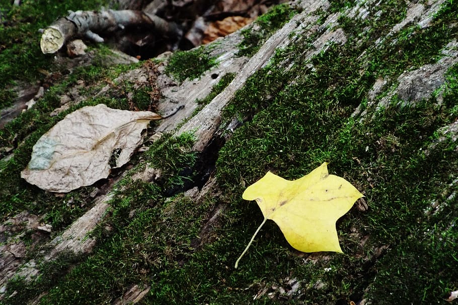 nature, leaves, forest, yellow, plant part, leaf, day, no people HD wallpaper