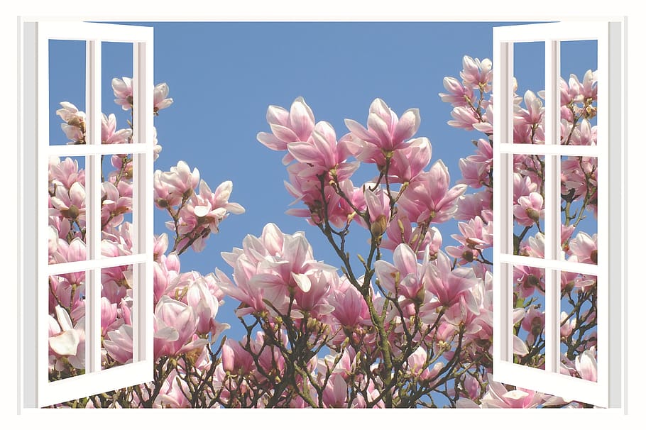 magnolia, magnolia tree, flower, spring, blossom, bloom, aesthetics, HD wallpaper