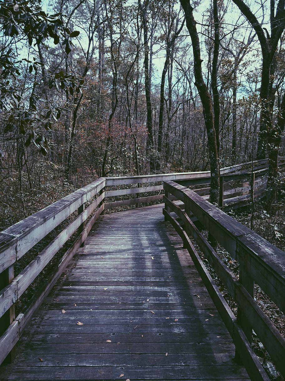 trees, forest, boardwalk, direction, the way forward, plant HD wallpaper