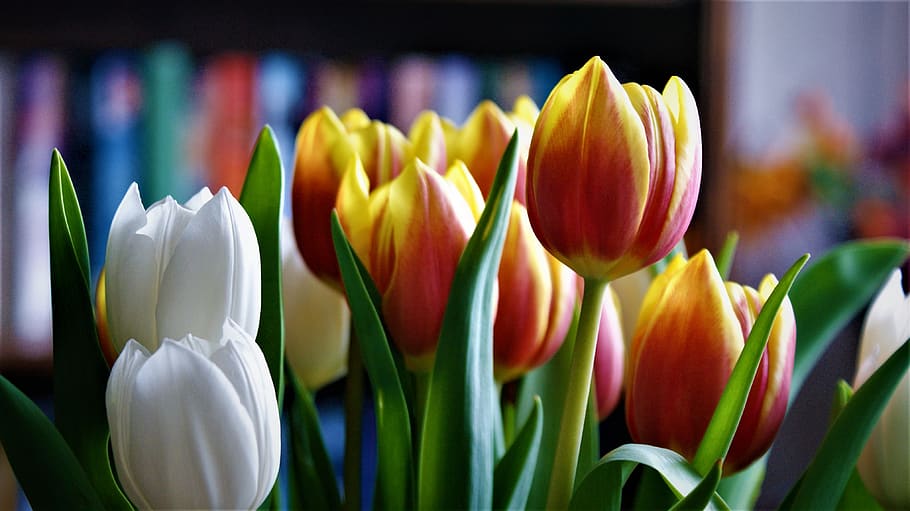 tulips, mixed, flowers, white, flamed, nice, spring, colors HD wallpaper