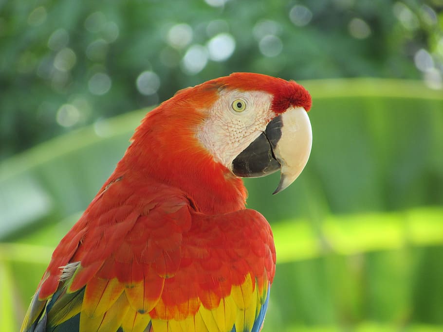 animals, parrot, ave, macaw, nature, plumage, colorful, pen HD wallpaper