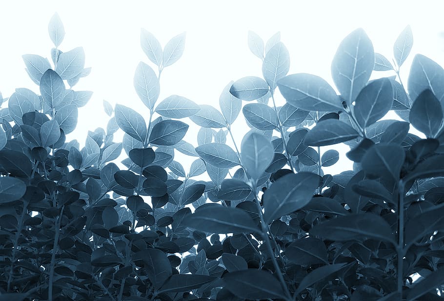 green leafed plant, foliage, leaves, flora, vein, light, closeup HD wallpaper