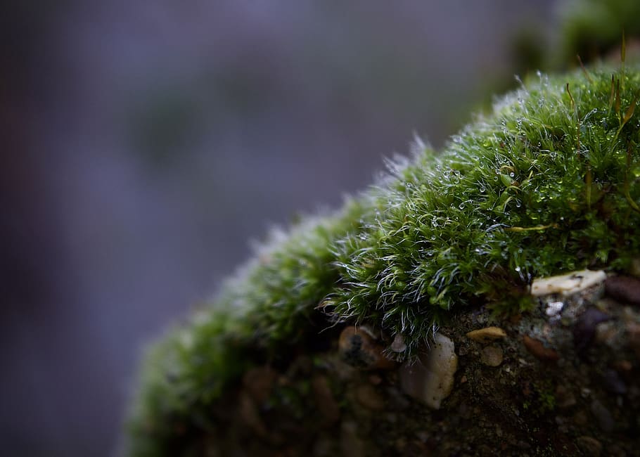 Hd Wallpaper Moss Plant Nature Green Water Agaric Fungus Mushroom Wallpaper Flare