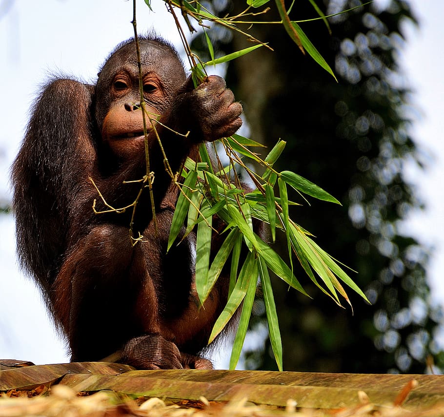 monkey, ape, orangutan, eating, borneo, malaysia, primate, portrait HD wallpaper