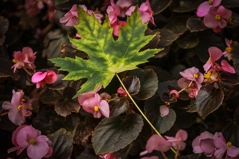 romania, brașov county, plant, beauty in nature, leaf, plant part HD wallpaper