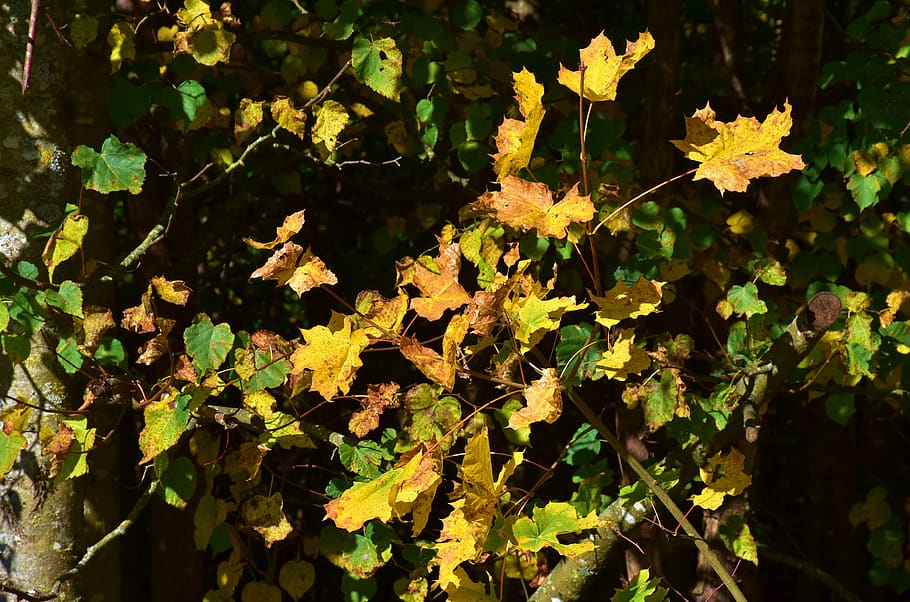 leaves, october, trees, light, mood, autumn, nature, golden HD wallpaper