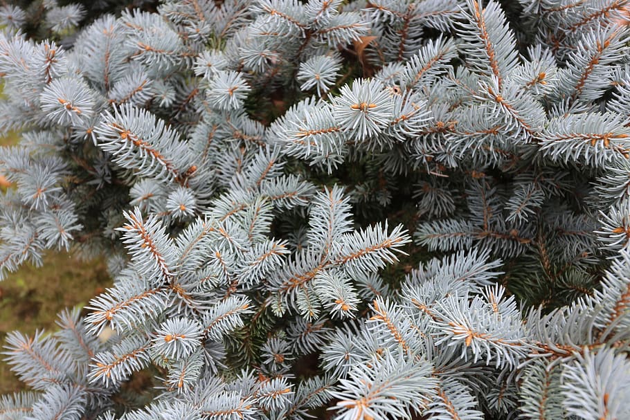 pine, tree, nature, forest, green, plant, needles, environmental HD wallpaper