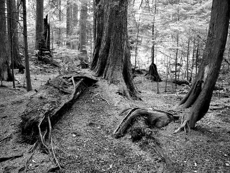 canada, deep cove, tree, root, roots, forest, black and white HD wallpaper