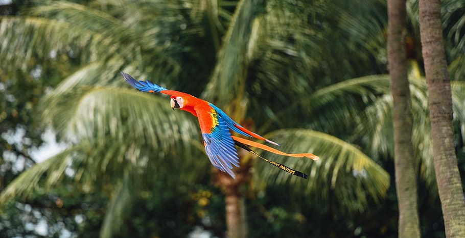 flying birds beside tree, animal themes, vertebrate, animal wildlife HD wallpaper