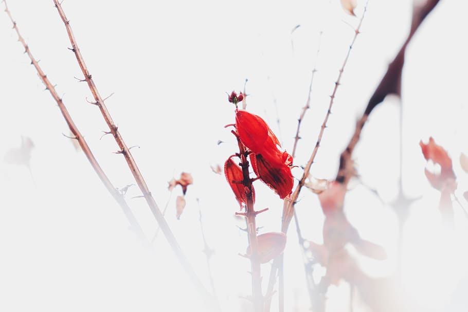 red, plant, nature, beauty in nature, close-up, branch, flower HD wallpaper