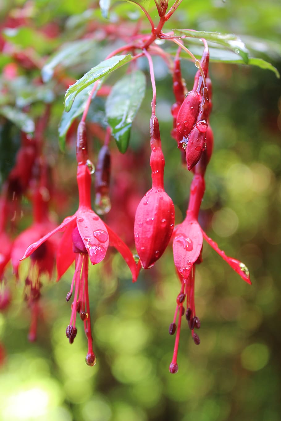 fuschia, flower, rain, droplet, red, growth, plant, freshness, HD wallpaper