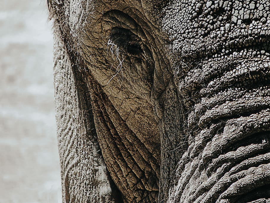 gray elephant, one animal, animal themes, animal wildlife, mammal HD wallpaper