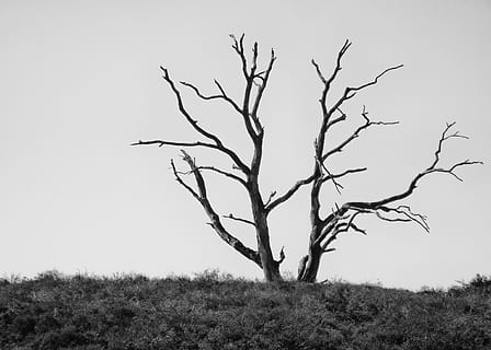tree, dying tree, nature conservation, dead, forest, environmental protection HD wallpaper