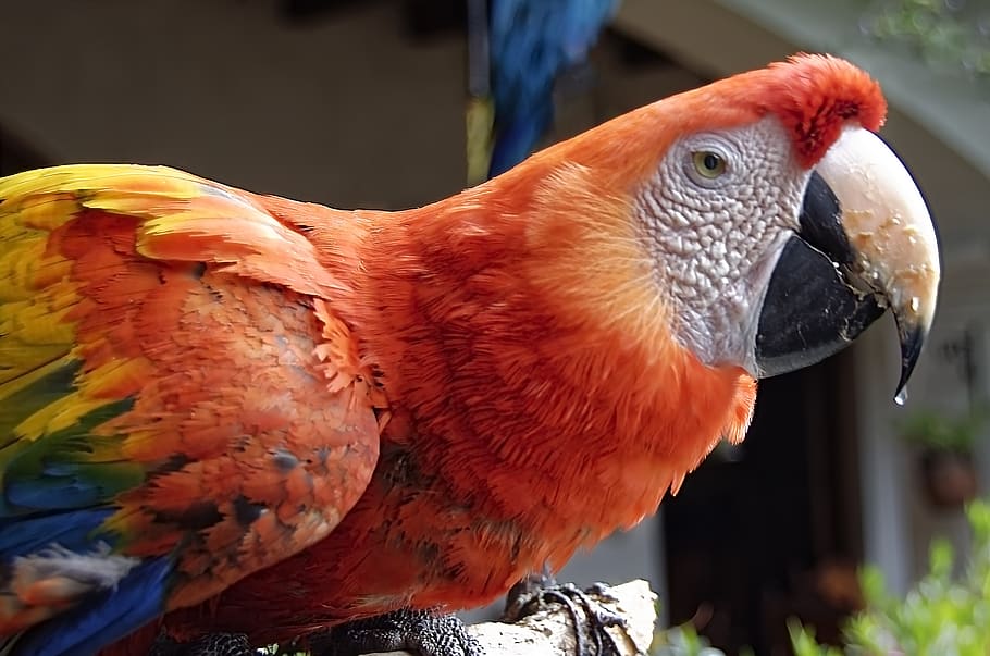 parrot, bird, ara, exotic, plumage, colorful, red, close up, HD wallpaper