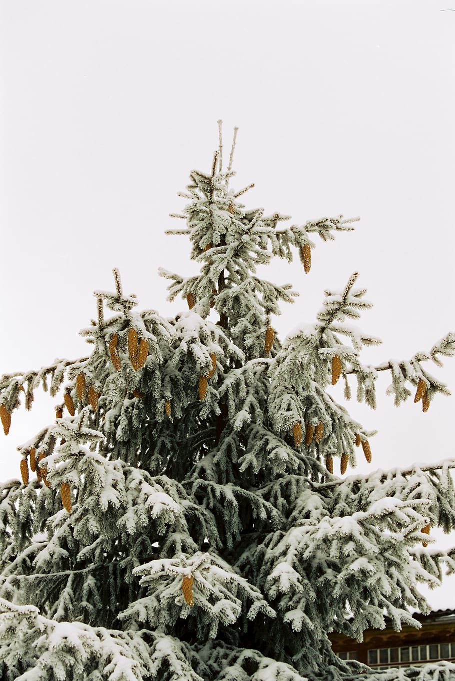 ice on pinetree, snow, cold temperature, winter, plant, no people