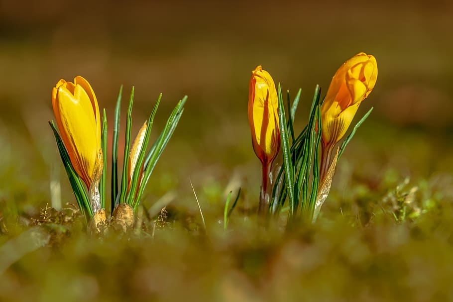 crocus, flower, spring flower, blossom, bloom, yellow, spring crocus HD wallpaper