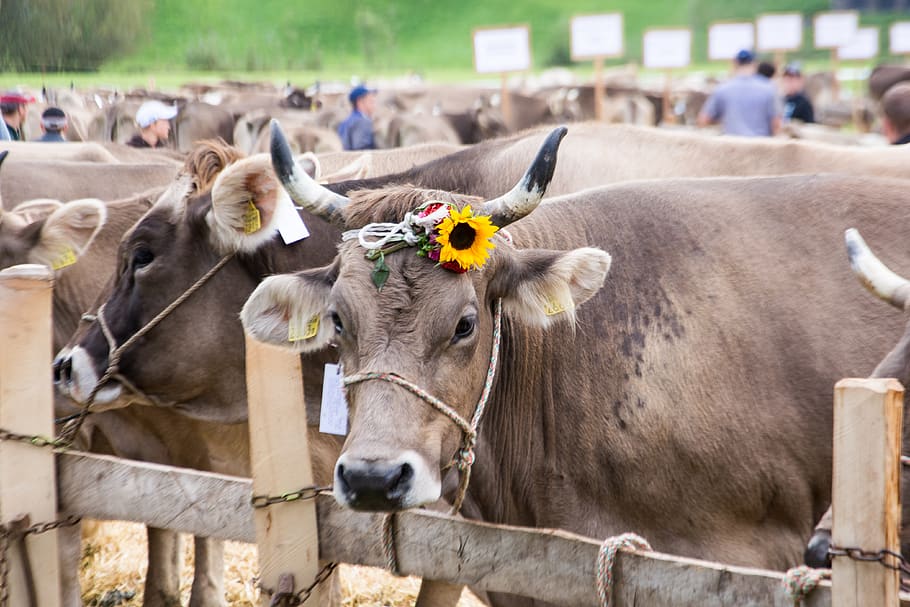 brown cow, mammal, cattle, person, human, bull, switzerland, nesslau, st. gallen HD wallpaper