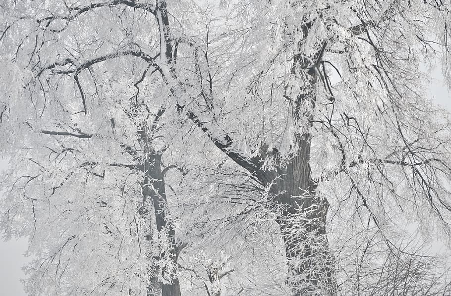 poland, winter, snow, forest, ice, wallpaper, hd wallpaper HD wallpaper