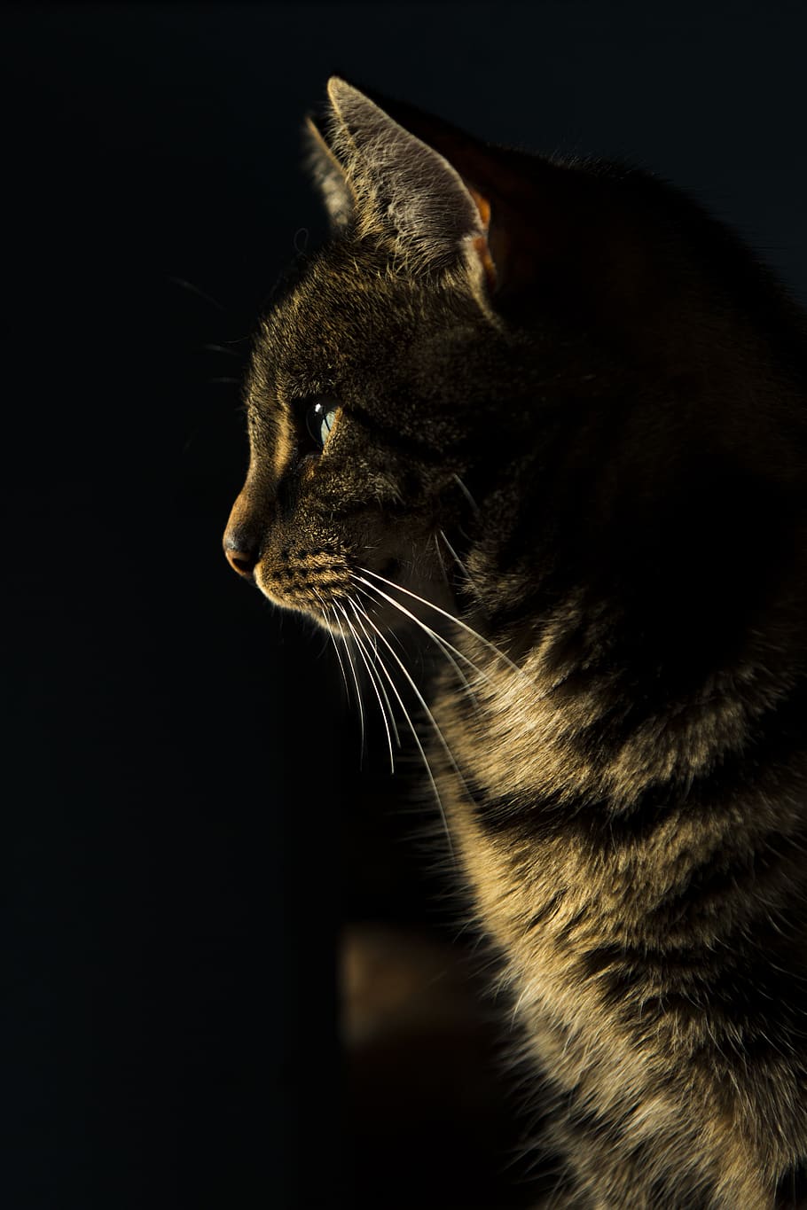 closeup photo of brown tabby cat, pet, animal, mammal, abyssinian