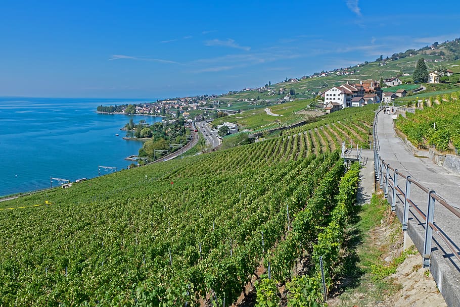 vines, vineyard, wine, wine red, grapevine, lake geneva, laveaux, HD wallpaper