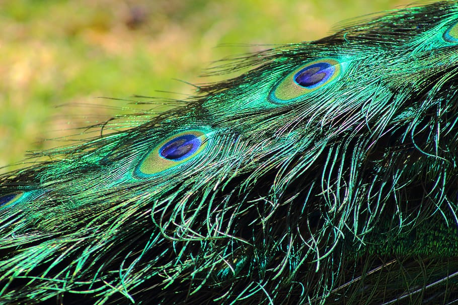 peacock, feathers, bird, pattern, colorful, plumage, gorgeous HD wallpaper