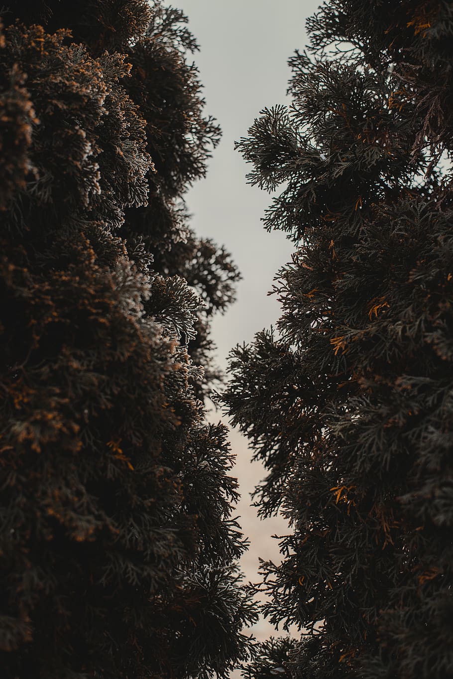 green trees, plant, fir, abies, conifer, pine, spruce, tower HD wallpaper