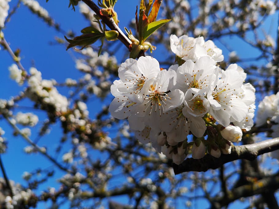 cherry tree, cherry blossom, spring, plant, flowering plant HD wallpaper