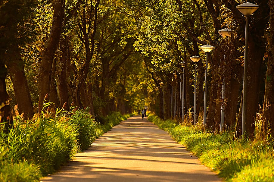 lane, tree lined, road, trees, rural, plant, the way forward HD wallpaper