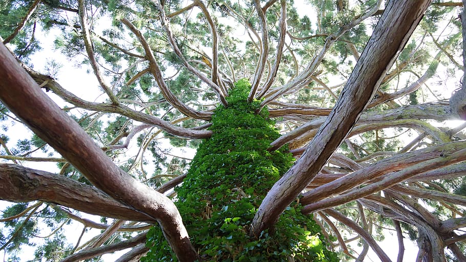 tree trunk with branches, plant, conifer, outdoors, garden, arbour HD wallpaper
