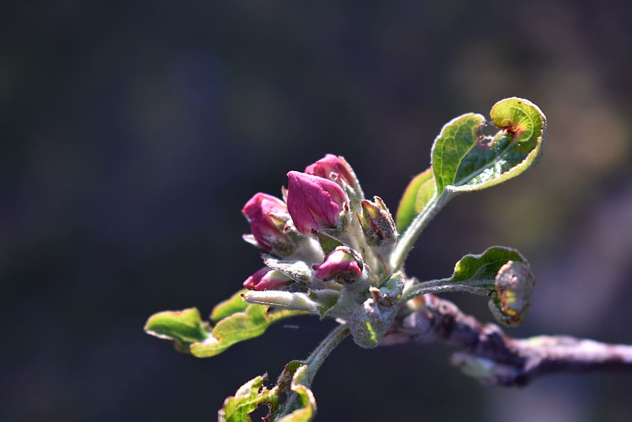 apple tree, blossom, bloom, pink, branch, fruit, fruit tree HD wallpaper